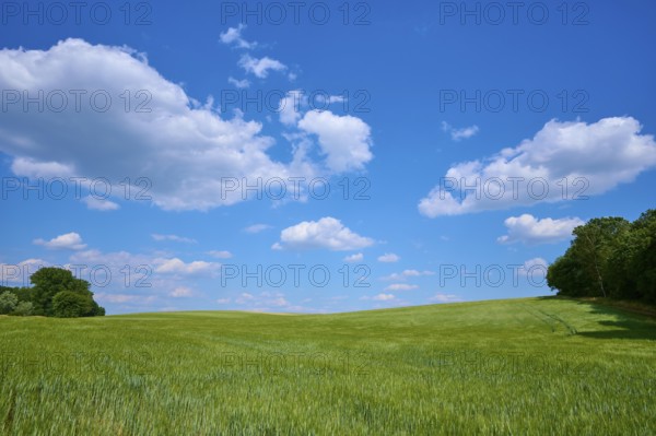 Wide barley field, blue sky with clouds, calm summer atmosphere, summer, Thüngen, district Main