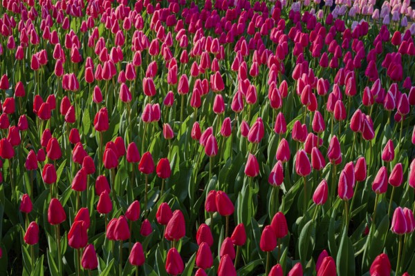 Flowerbed full of bright pink tulips under bright daylight, Keukenhof, Lisse, province of South
