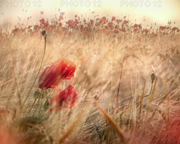 Red poppy (Papaver) blooming in barley field with dew drops, morning light and morning mist,