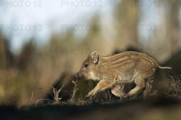 Pigs can fly too... Wild boar (Sus scrofa), young wild boar running through the forest at high