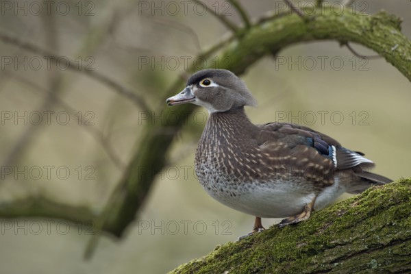 In the tree... Brown duck (Aix sponsa), female, very pretty duck species, not actually native to