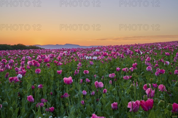 Opium poppy (Papaver somniferum), pink poppies under a calm morning sky, summer, Germerode, Geo