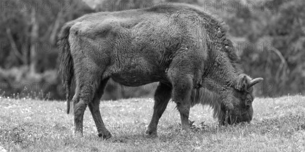European bison (Bison bonasus) grazing, wildlife park, Bavaria, Germany