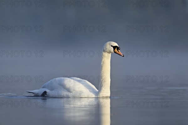 Mute swan (Cygnus olor), swimming in the morning light on the Flachsee, nature reserve, Reusstal,