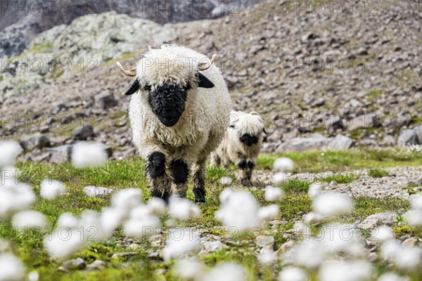 Two Valais Blacknose sheep (Ovis gmelini aries), in meadow with flowering white cotton grass, high