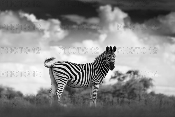 Black and white art photo. Zebra with dark storm sky. Burchell's zebra, Equus quagga burchellii,