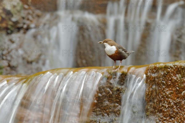 White-throated Dipper, Cinclus cinclus, brown bird with white throat in the river, waterfall in the