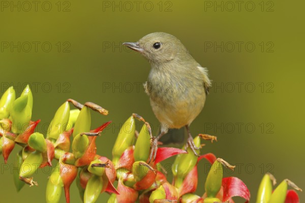 Glossy Flowerpiercer, Diglossa lafresnayii, female, bird with curved bill sitting on the orange red