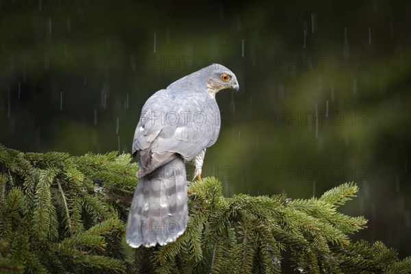 Bird of prey Eurasian sparrowhawk, Accipiter nisus, sitting on spruce tree during heavy rain in the