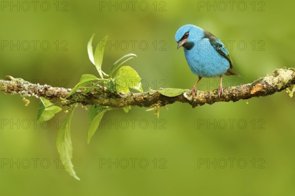 Blue Dacnis, Dacnis cayana, exotic tropic cute tanager with yellow leg, Costa Rica. Blue songbird