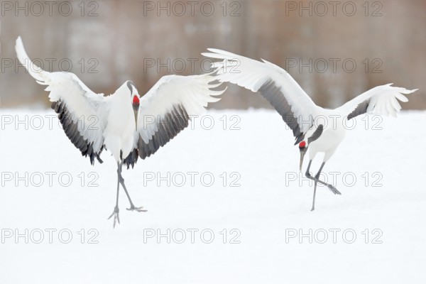 Dancing pair of Red-crowned crane with open wing in flight, with snow storm, Hokkaido, Japan. Bird