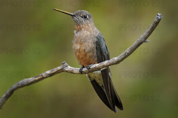 Giant hummingbird, Patagona gigas, bird sitting von the branch in the nature mountain habitat,