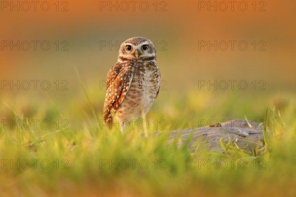 Burrowing Owl, Athene cunicularia, night bird with beautiful evening sun, animal in the nature