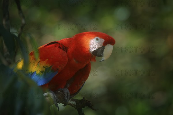 Red parrot Scarlet Macaw, Ara macao, bird sitting on the branch with food, Amazon, Brazil. Wildlife