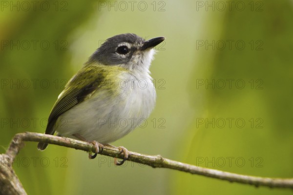Short-tailed Pygmy Tyrant (Myiornis ecaudatus), Manu National Park, Peru
