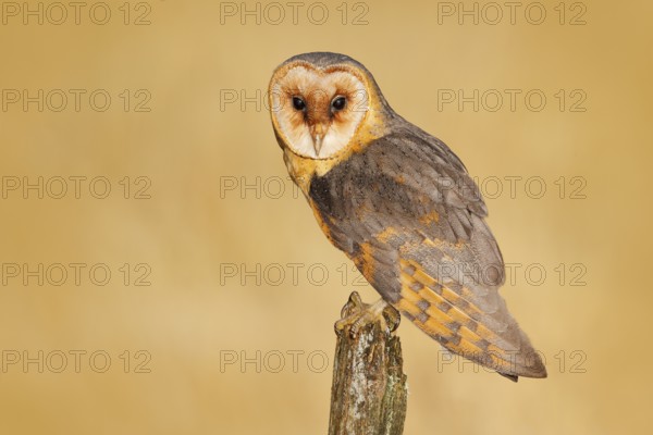 Barn owl on tree stump at the evening. Beautiful bird in nature habitat. Wildlife scene from nature