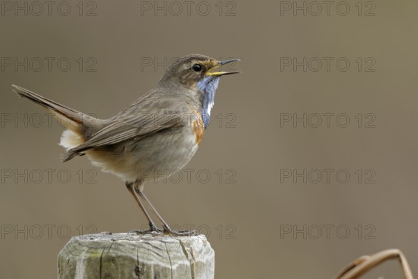 Bluethroat (Luscinia svecica cyanecula) male singing, perched on a pale, North Rhine-Westphalia,