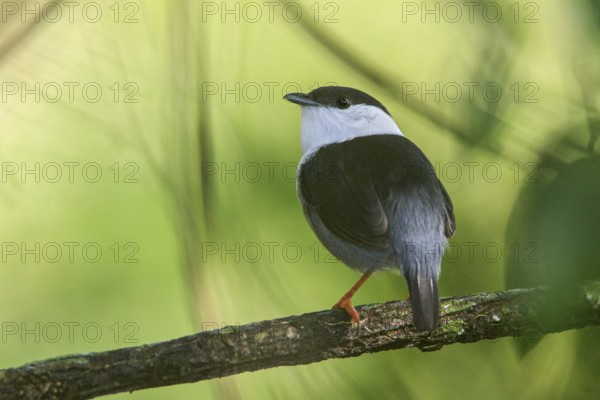 White-bearded Manakin (Manacus manacus) perched on a branch in the Atlantic rainforest of southeast