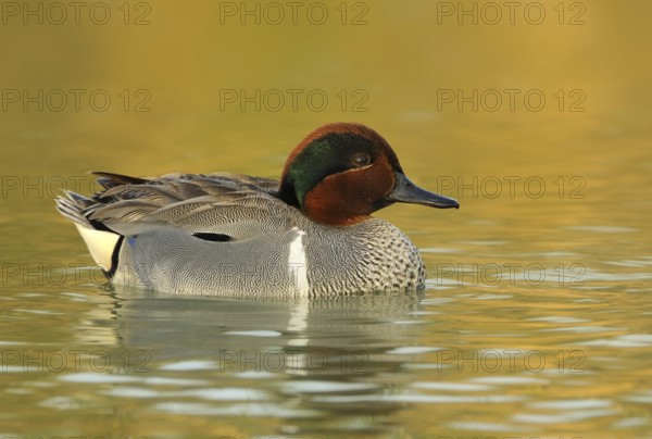 Green-winged Teal (Anas carolinensis) male, British Columbia, Canada