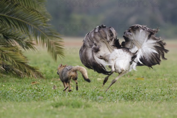 Greater Rhea (Rhea americana) chasing Pampas Fox (Lycalopex gymnocercus) away, Corrientes,