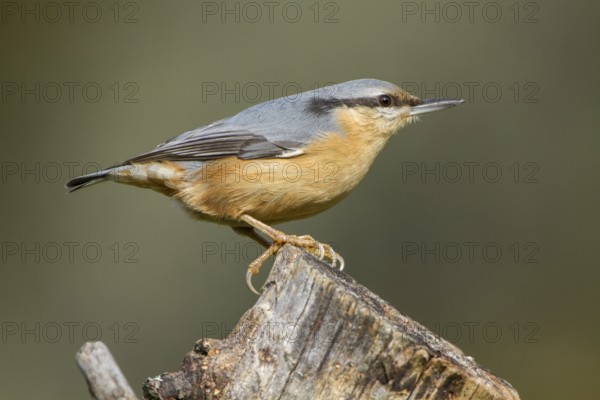 Eurasian Nuthatch (Sitta europaea), perched on a tree, Castilla Leon, Spain