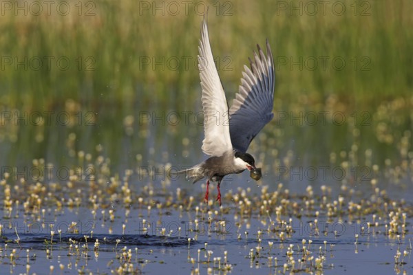 Whiskered Tern (Chlidonias hybrida) flying, Lesvos, Greece