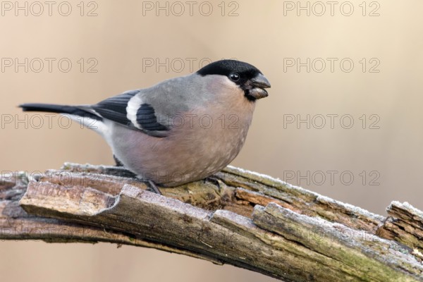 Eurasian Bullfinch (Pyrrhula pyrrhula) female, Saxony-Anhalt, Germany