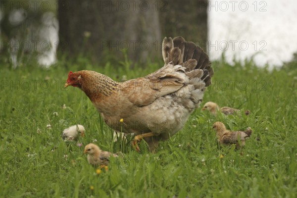 Domestic chicken with a few days old young ones looking for food in a meadow, free-range, organic
