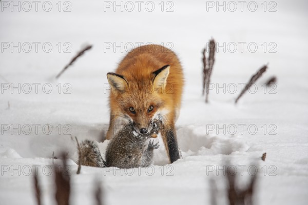 Red fox (vulpes vulpes), Fox hunting eastern gray squirrel (sciurus carolinensis) in winter.