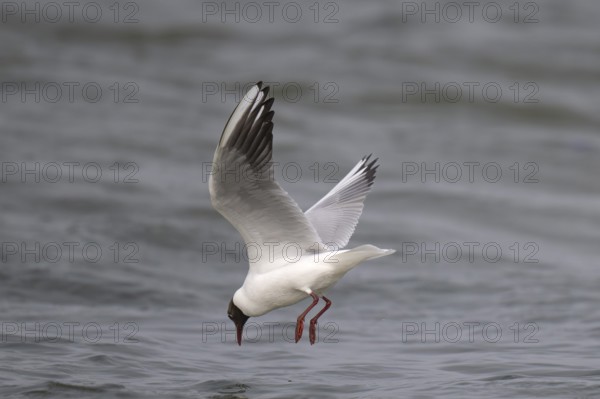 Black-headed gull (Chroicocephalus ridibundus) in summer plumage, looking for small fish, near