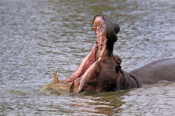 Hippopotamus (Hippopatamus amphibius), adult, in water, yawning, threatening, portrait, Kruger,