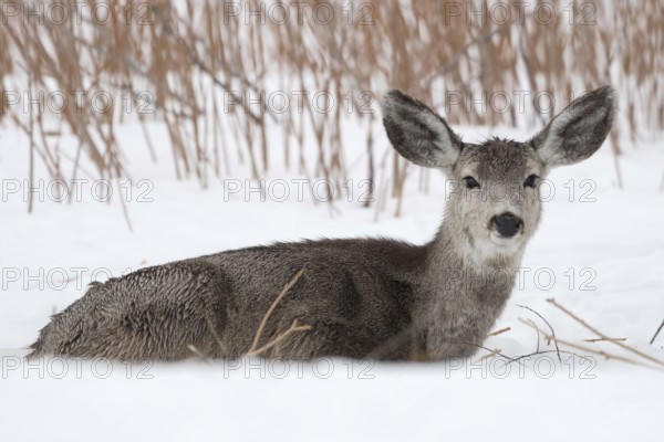 Big ears... Mule deer (Odocoileus hemionus) resting in the snow, American deer species with