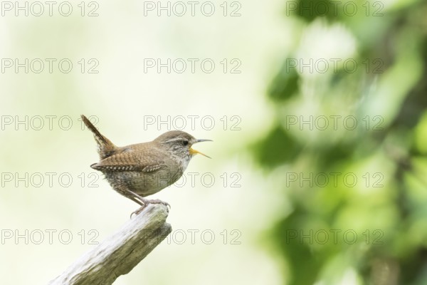 A singing wren (Troglodytes troglodytes) stands on a branch surrounded by a green, blurred