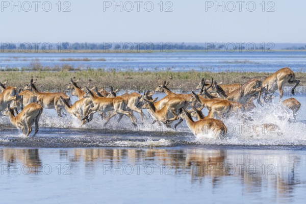 Red Lechwe herd, Kobus leche, running for crossing the Chobe river. Wild antelopes in natural