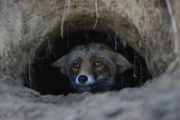 Red Fox (Vulpes vulpes) watching out of its fox's den, hole, burrow, careful, attentive, funny