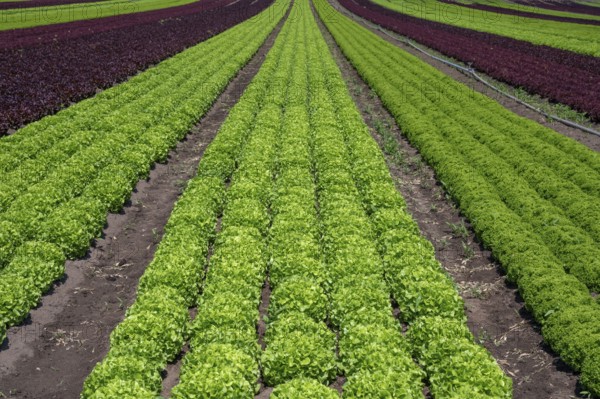 Lettuce cultivation in Knoblauchsland, early vegetable cultivation, urban area Nuremberg, Fürth