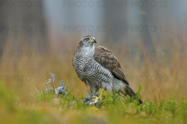 Bird of prey Goshawk with killed Eurasian Magpie on the grass in green forest. Wildlife scene from