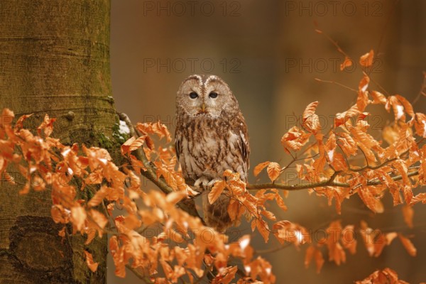 Tawny owl hidden in the fall wood, sitting on tree trunk in the dark forest habitat. Beautiful