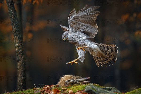 Goshawk flying, bird of prey with open wings with evening sun back light, nature forest habitat,