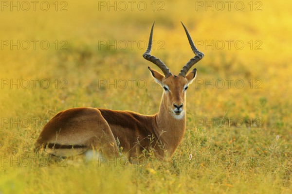 Beautiful impala in the grass with evening sun. Animal in the nature habitat. Sunset in Africa