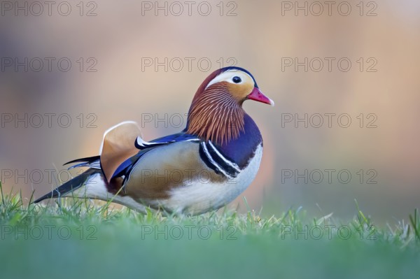 Mandarin Duck (Aix galericulata) male, Saxony-Anhalt, Germany