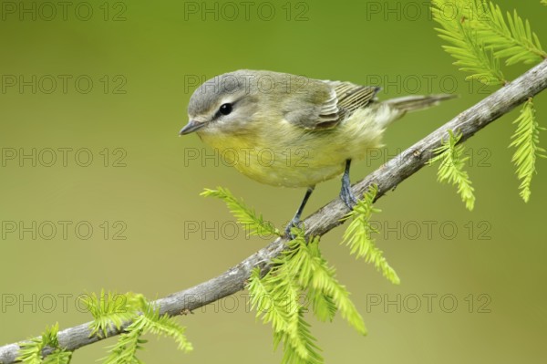 Philadelphia Vireo (Vireo philadelphicus), Texas, USA