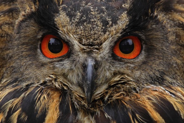 Detail face portrait of bird, big orange eyes and bill, Eagle Owl, Bubo bubo, rare wild animal in