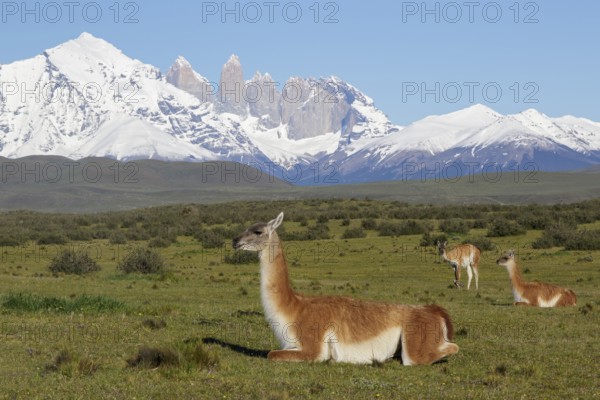 Guanaco (Lama guanicoe) herd on mountain plateau grassland in front of snowy mountains, Andes,