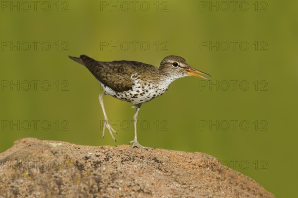 Spotted Sandpiper (Actitis macularius), Utah, USA