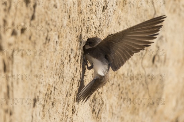 Sand Martin (Riparia riparia) building nest hole, North Rhine-Westphalia, Germany