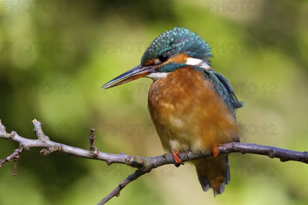 Common Kingfisher (Alcedo atthis) female perched on a branch, Mecklenburg-Western Pomerania,