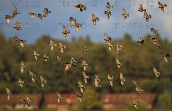 Common Starling (Sturnus vulgaris) flock flying, Brandenburg, Germany