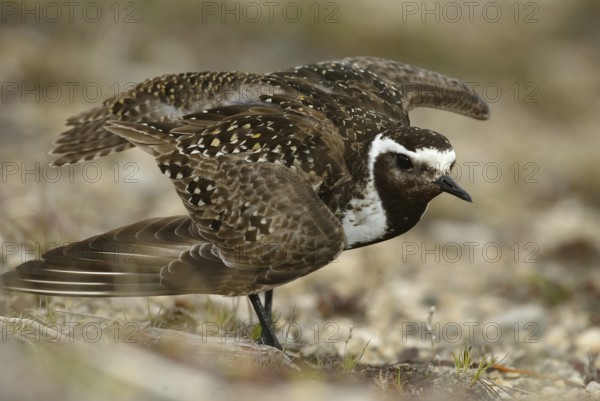 American Golden Plover (Pluvialis dominica), Manitoba, Canada