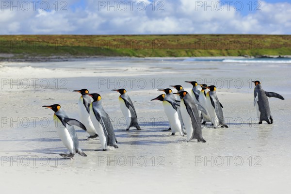 Group of king penguins coming back together from sea to beach with wave a blue sky, Volunteer
